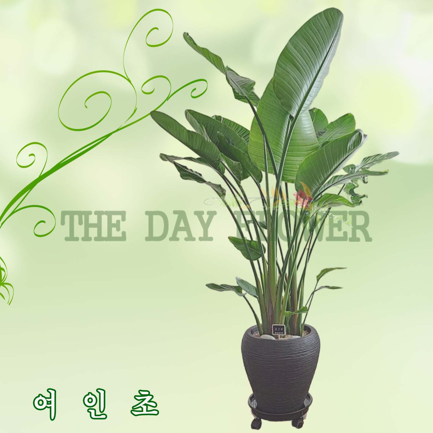 여인초
