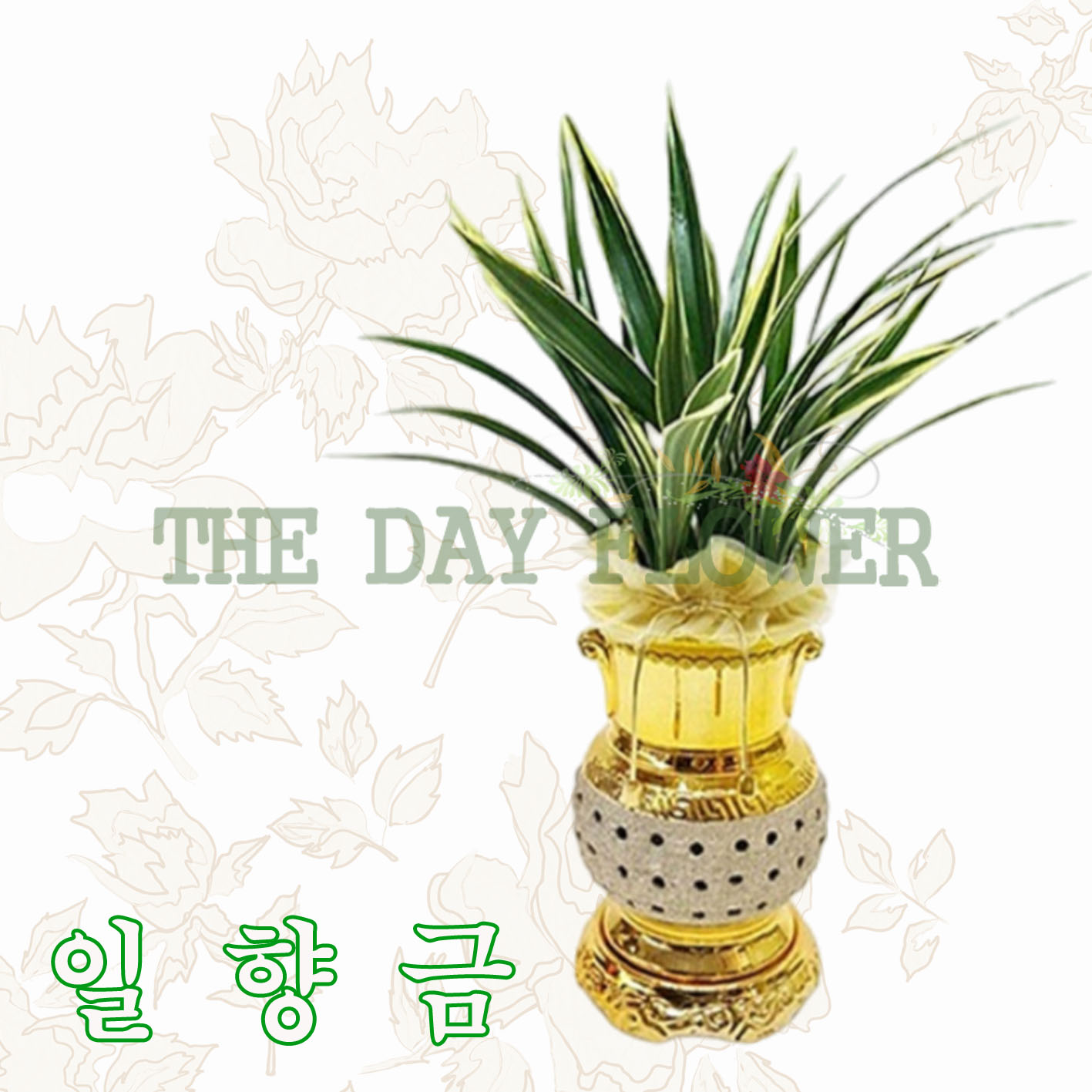 일 향 금