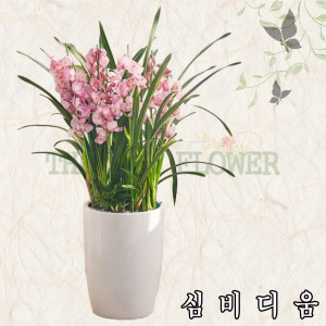 심비디움