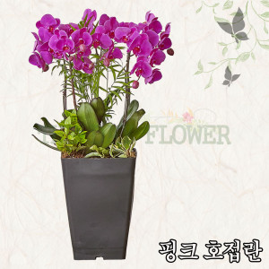 핑크 호접란